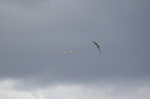 Osprey mobbing a heron!