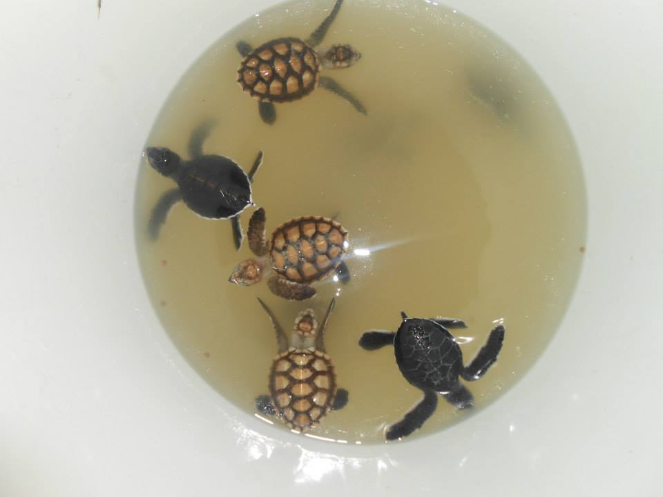 A few of the baby turtles almost ready to be released into the ocean!