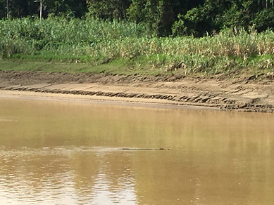Look closely - a 4-metre crocodile which was next to our camp!